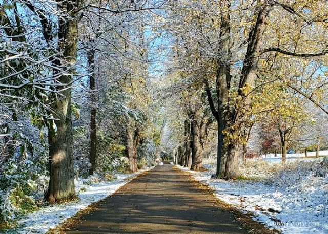 Forest Road Krape Park Illinois