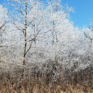Winter Hoar Frost Scenery