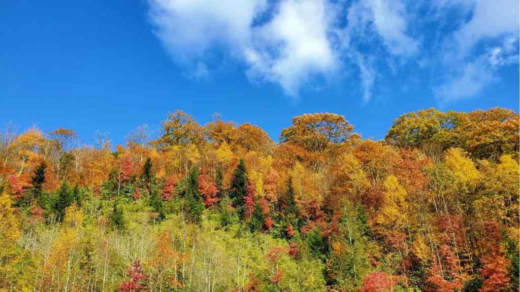 Autumn In Smoky Mountain National Park TN and Maggie Valley NC