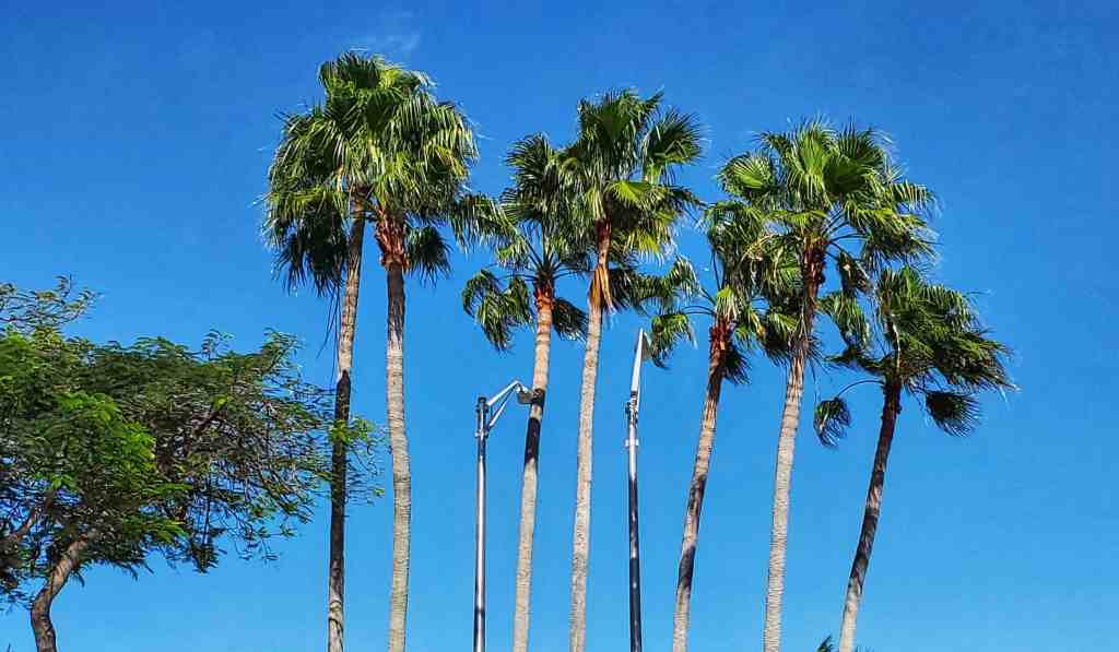 Christmas Lights – Cookie’s Final Resting Place – Homestead FL