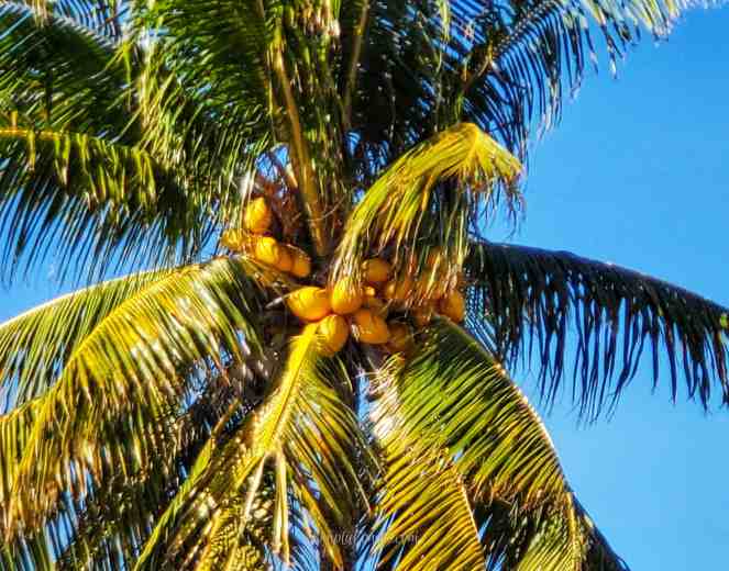 Coconut tree - Sombrero Beach - Marathon FL - Florida Keys
