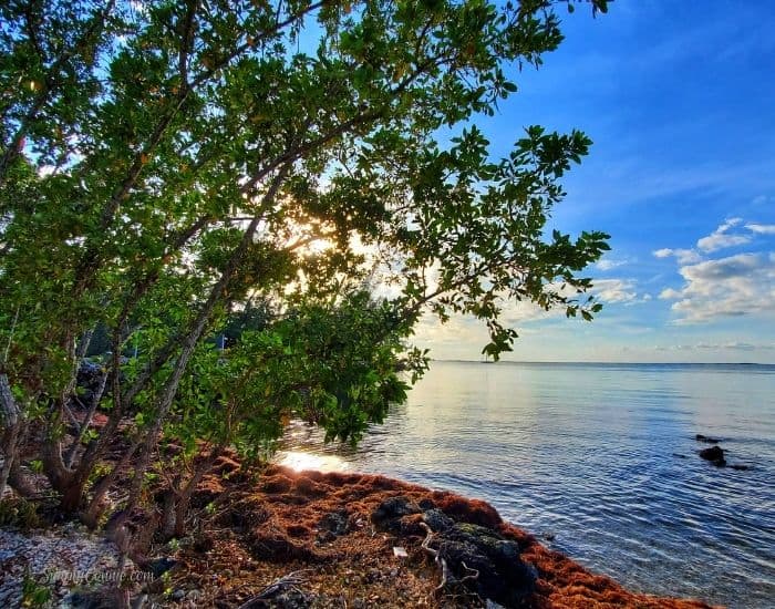 Sunset at Rowell's Waterfront Park Key Largo Florida Keys