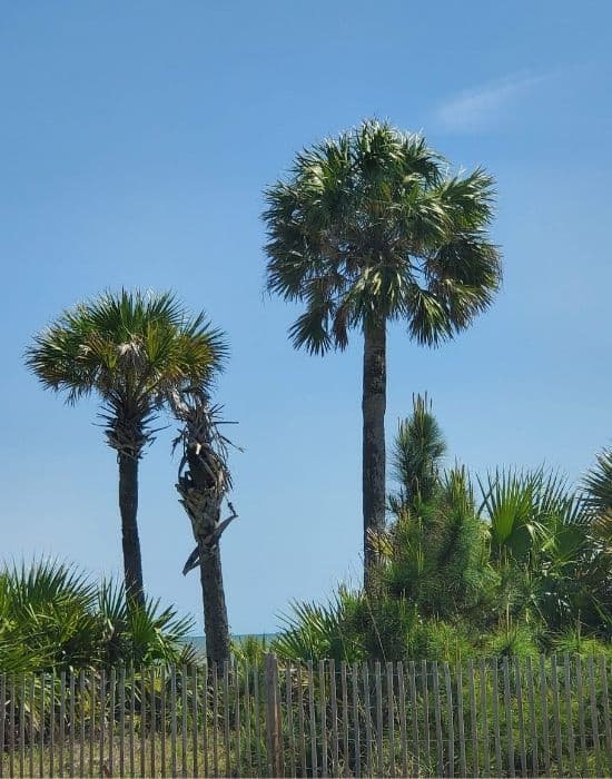 A beach at Jekyll Island GA