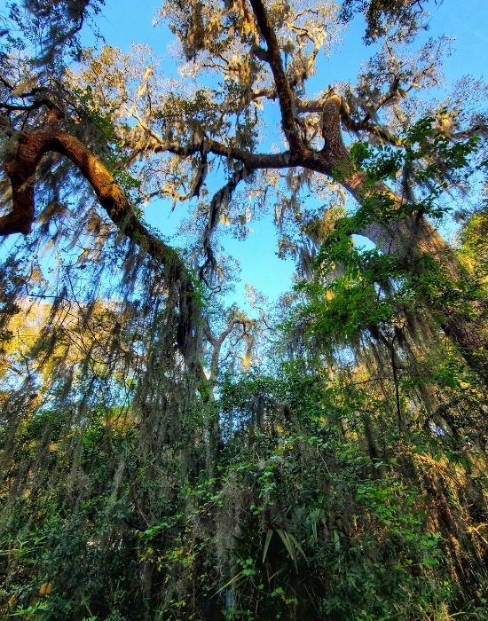 Spanish moss covered trees. Georgia.