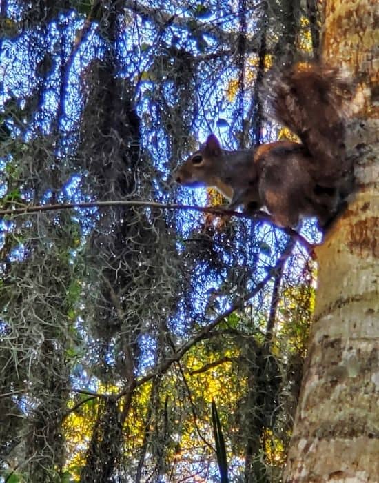 Squirrels at Jekyll Island campground