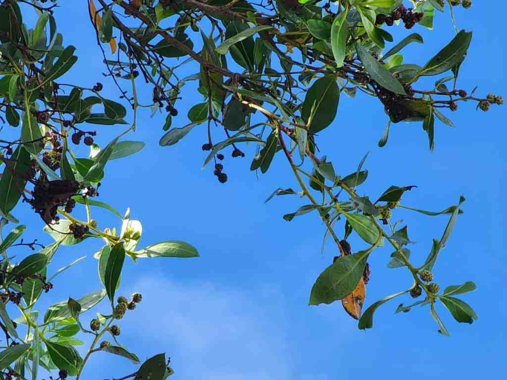 Pre-Christmas Traffic vs Campground&nbsp;Critters