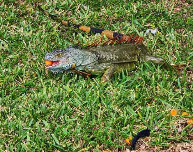 Large Florida iguana eating fruit fallen from the trees.