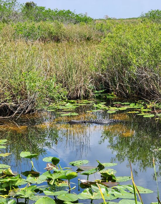 An alligator chilling in the Florida Everglades