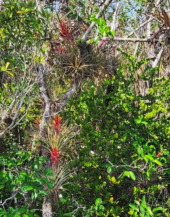 Plant life in the Florida Everglades
