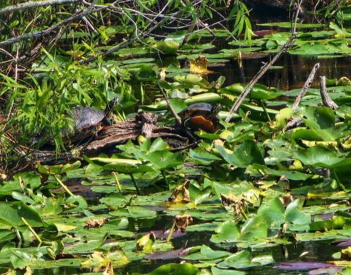 Turtles in the Everglades National Park