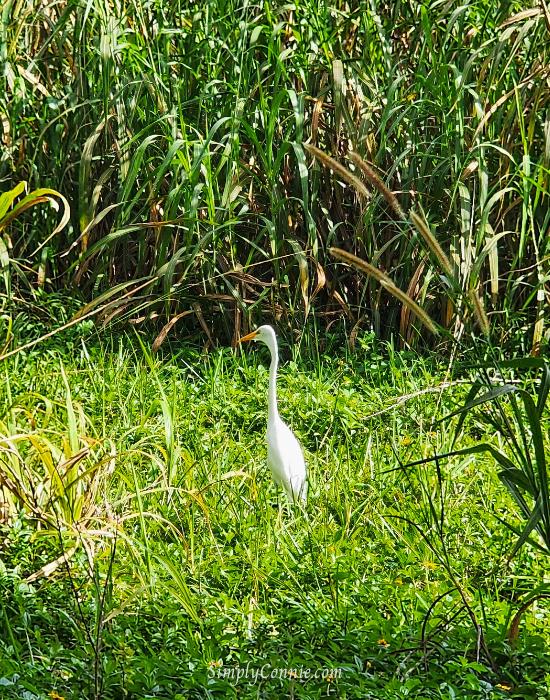 Big white south Florida bird. Egret, Ibis, Heron. Take your pick!