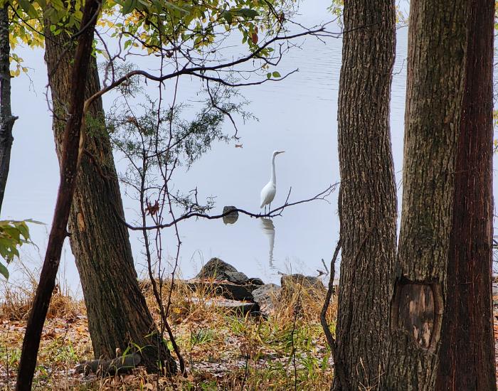 The view from campsite 55, Bledsoe Creek State Park overlooking Old Hickory Lake. November 2023