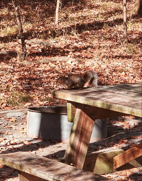 Squirrel at play. Bledsoe Creek State Park. Gallatin TN.