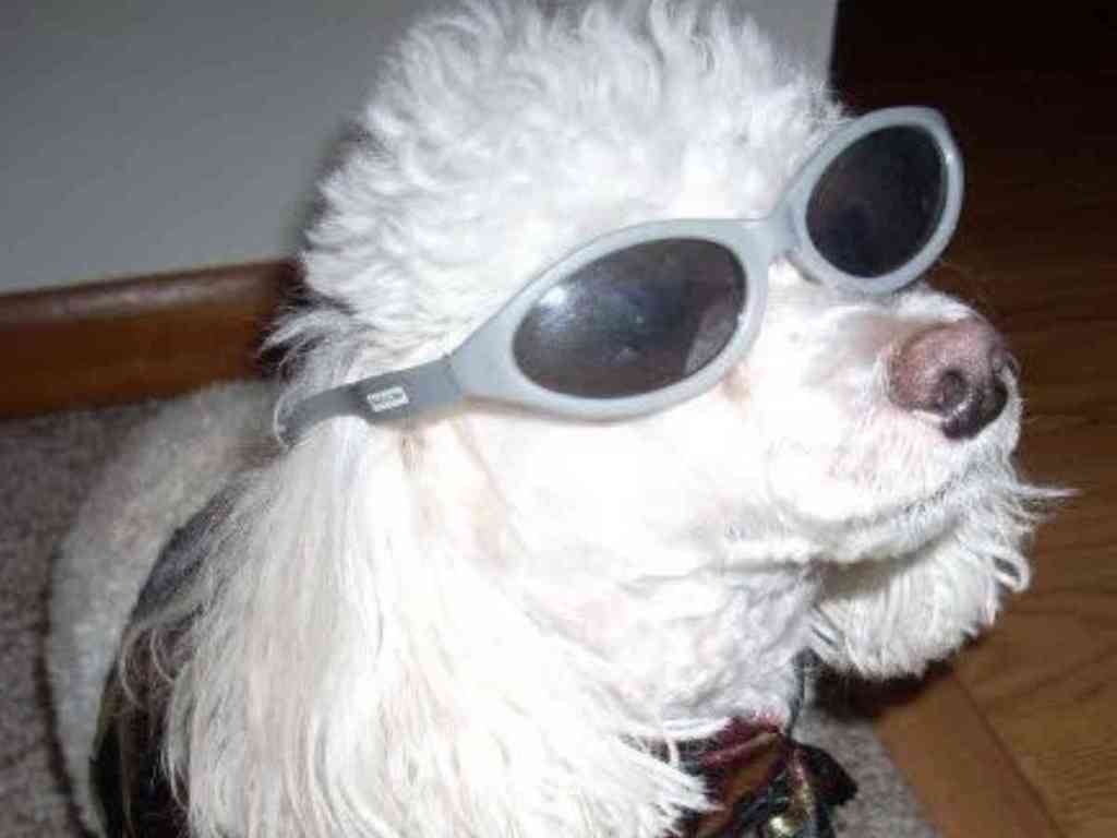 Wordless Wednesday – Cool Poodle Rockin’ A Pair Of Shades