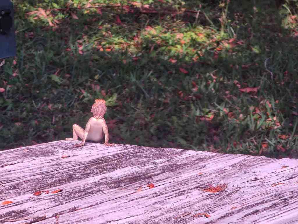 Wordless Wednesday – The Lizard Of Many&nbsp;Poses